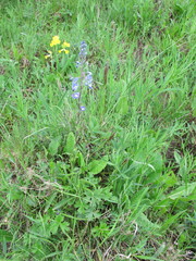 Veronica gentianoides