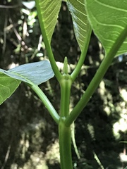 Palicourea lineariflora
