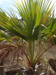 Pritchardia affinis