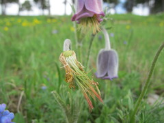 Pulsatilla albana