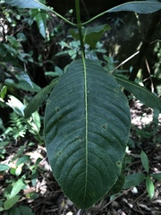 Palicourea lineariflora
