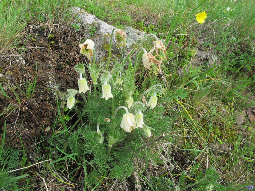 Pulsatilla albana (Pulsatilla albana)