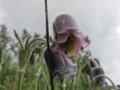 Pulsatilla albana