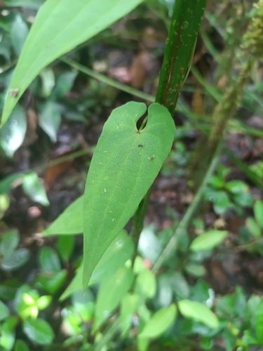 Dioscorea sagittata (Dioscorea sagittata)
