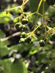 Palicourea lineariflora