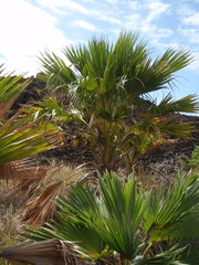 Pritchardia affinis