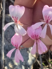 Pelargonium carneum