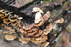 Cerrena zonata