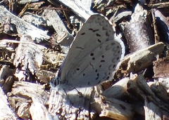 Celastrina ladon