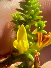 Aspalathus pinguis pinguis