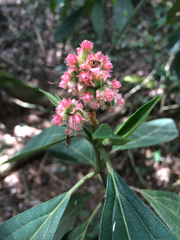 Miconia melastomoides
