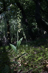 Epipactis leptochila