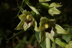 Epipactis leptochila