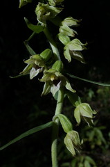 Epipactis leptochila
