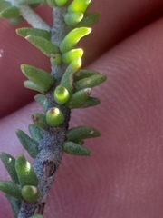 Aspalathus pinguis pinguis