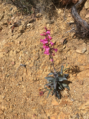 Penstemon parryi