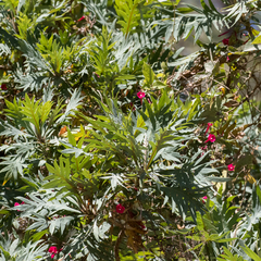 Bocconia arborea