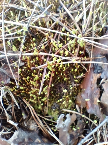 Gemmabryum caespiticium observed 2026-04-26
