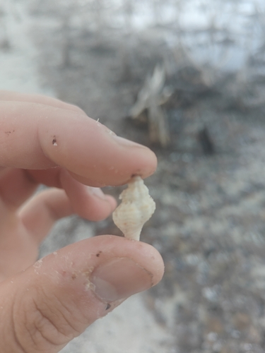 Hesperisternia multangulus observed 2026-04-26