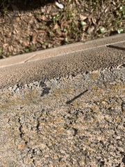 Argia fumipennis