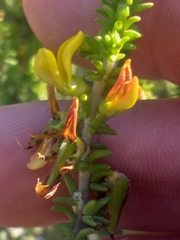 Aspalathus pinguis pinguis