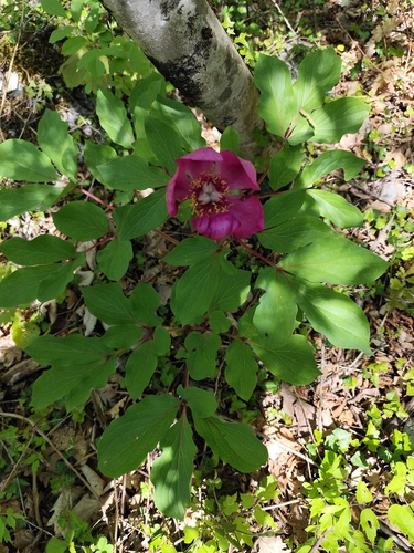 Coral peony