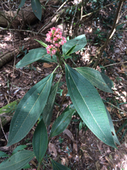Miconia melastomoides