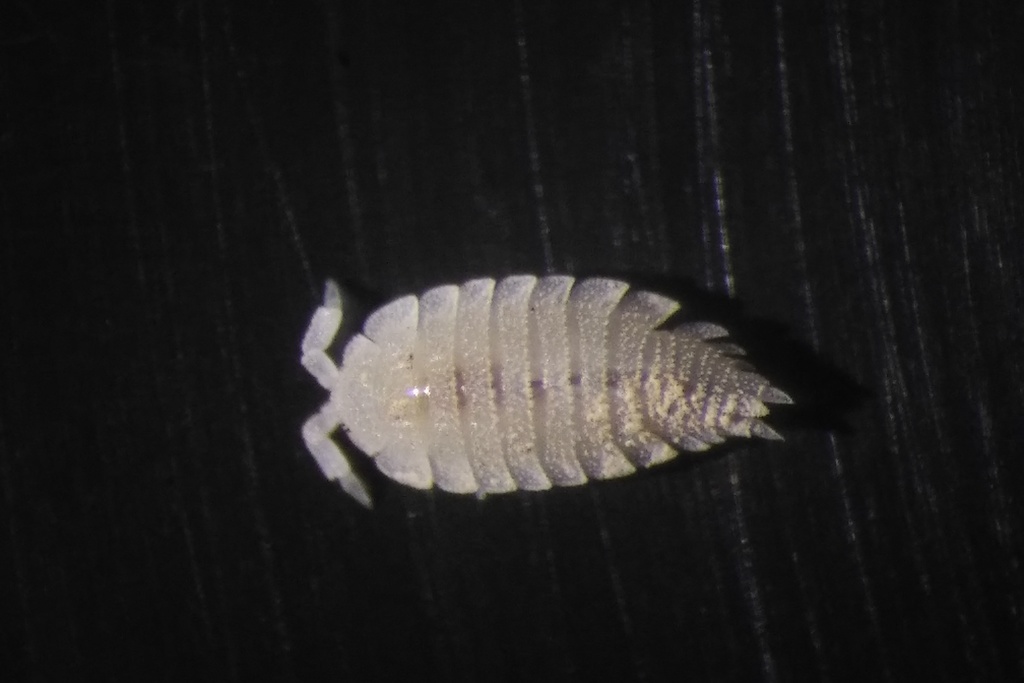 Platyarthrus caudatus