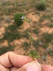 Gilia mexicana