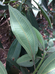 Miconia melastomoides