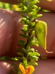 Aspalathus pinguis pinguis