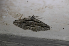 Hemimorina dissociata