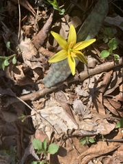 Erythronium rostratum