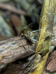 Odontomachus ruginodis