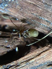 Odontomachus ruginodis