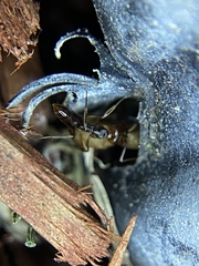 Odontomachus ruginodis