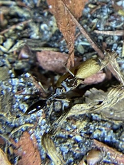 Odontomachus ruginodis