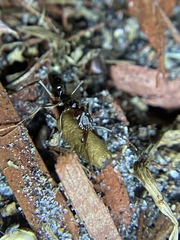 Odontomachus ruginodis