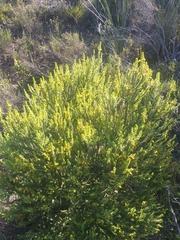 Aspalathus pinguis pinguis