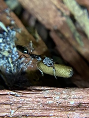 Odontomachus ruginodis