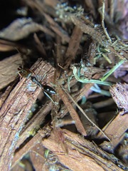 Odontomachus ruginodis