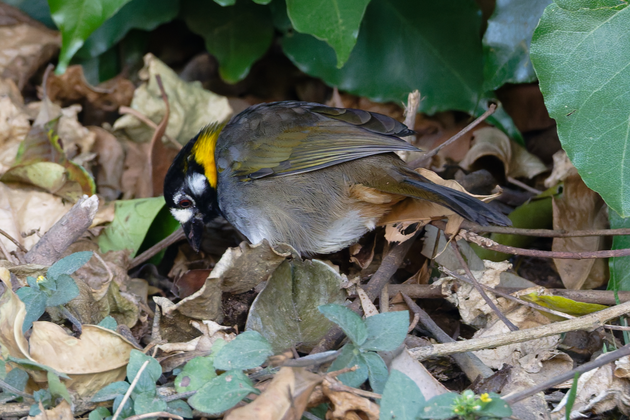 White-eared Ground Sparrow (Melozone leucotis), photo 8