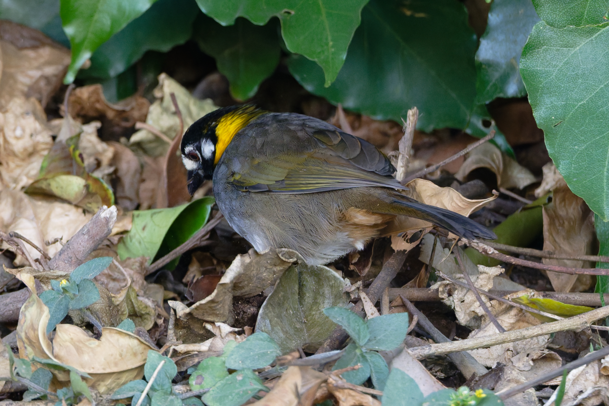White-eared Ground Sparrow (Melozone leucotis), photo 7
