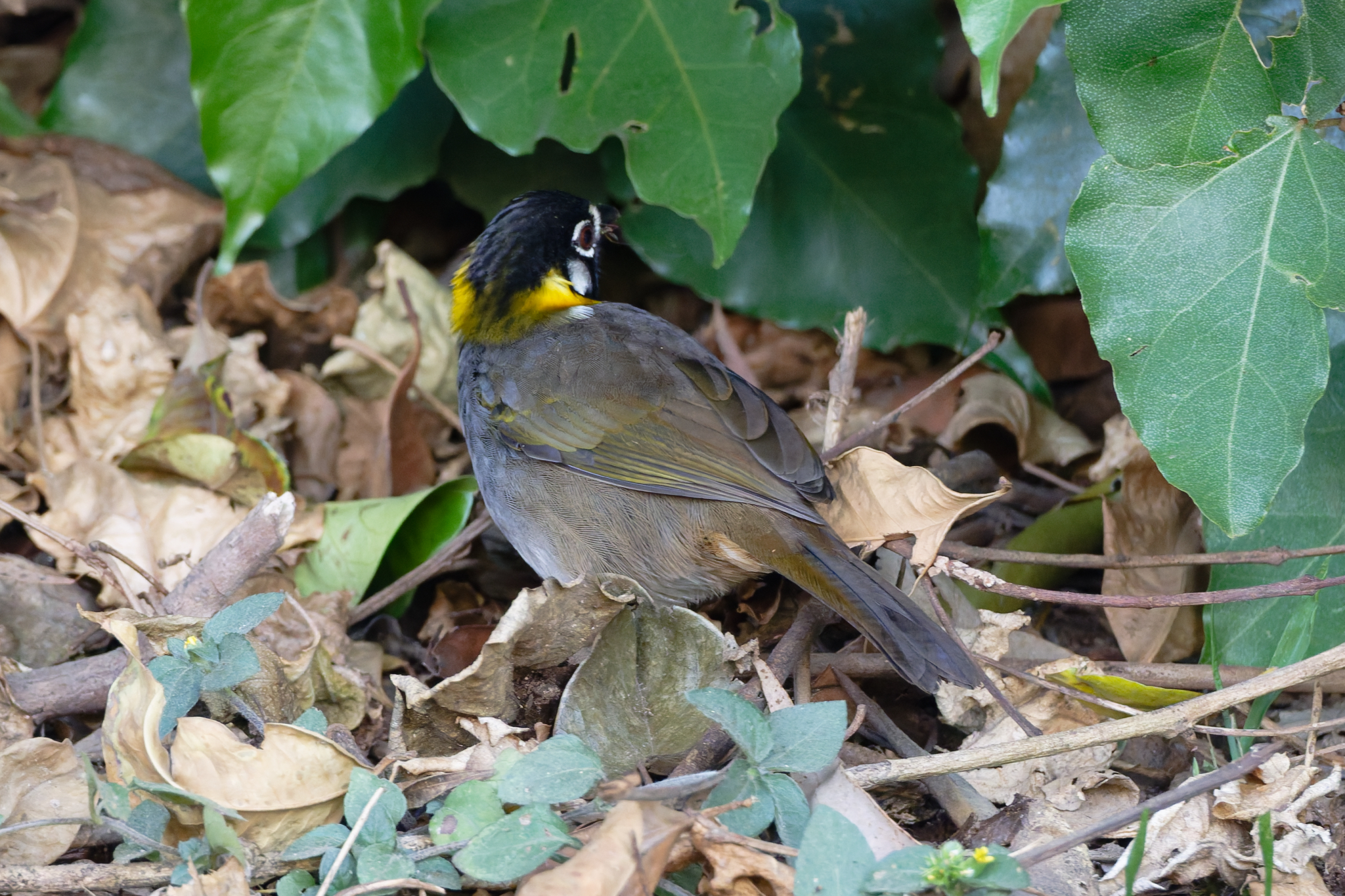 White-eared Ground Sparrow (Melozone leucotis), photo 10
