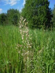 Trisetum sibiricum