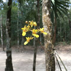 Trichocentrum cebolleta