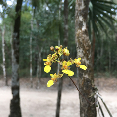Trichocentrum cebolleta