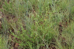 Cryptolepis oblongifolia