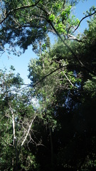 Cussonia sphaerocephala