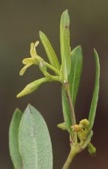 Cryptolepis oblongifolia